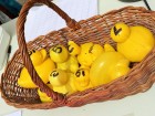 Ducks - raring to go!